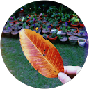 Comedy Cuck profile picture